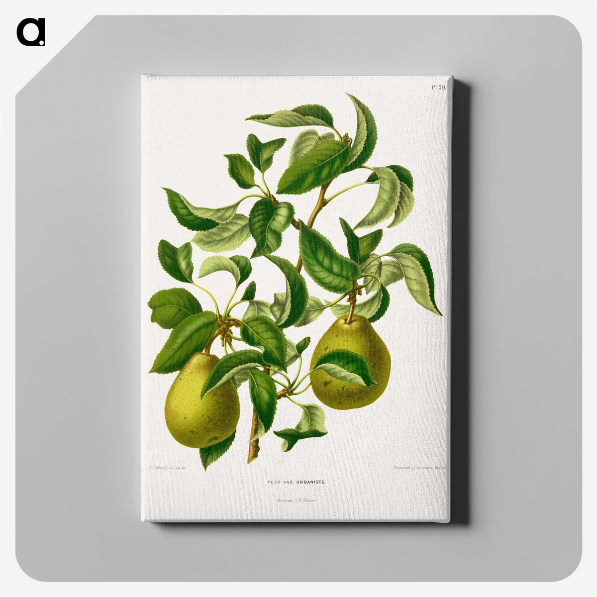 1-76_Nederlandsche-Flora-en-Pomona_canvas