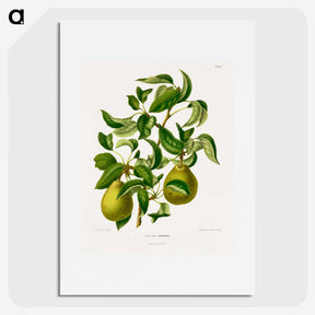 1-76_Nederlandsche-Flora-en-Pomona_picture