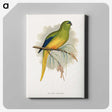1-76_Parrots-in-Captivity_canvas