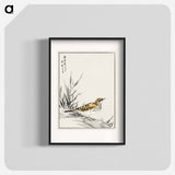 アートポスター-Chinese Tree-Pipit and Wheat
 - 鳥類図鑑 Poster.