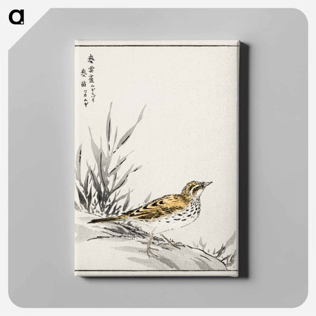 アートパネル-Chinese Tree-Pipit and Wheat
 - 鳥類図鑑 Canvas.