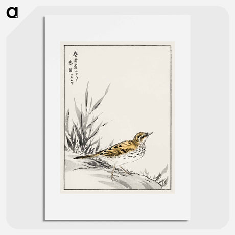 アートポスター-Chinese Tree-Pipit and Wheat
 - 鳥類図鑑 Poster.