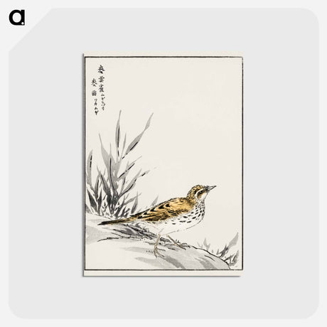 アートポストカード-Chinese Tree-Pipit and Wheat
 - 鳥類図鑑 Postcard.