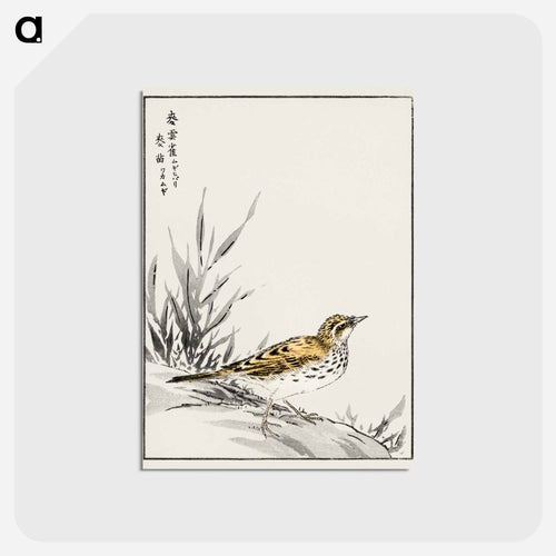 Chinese Tree-Pipit and Wheat
 - 鳥類図鑑 Postcard.