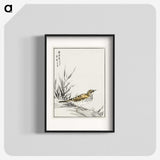 1-76_Pictorial-Monograph-of-Birds_blk