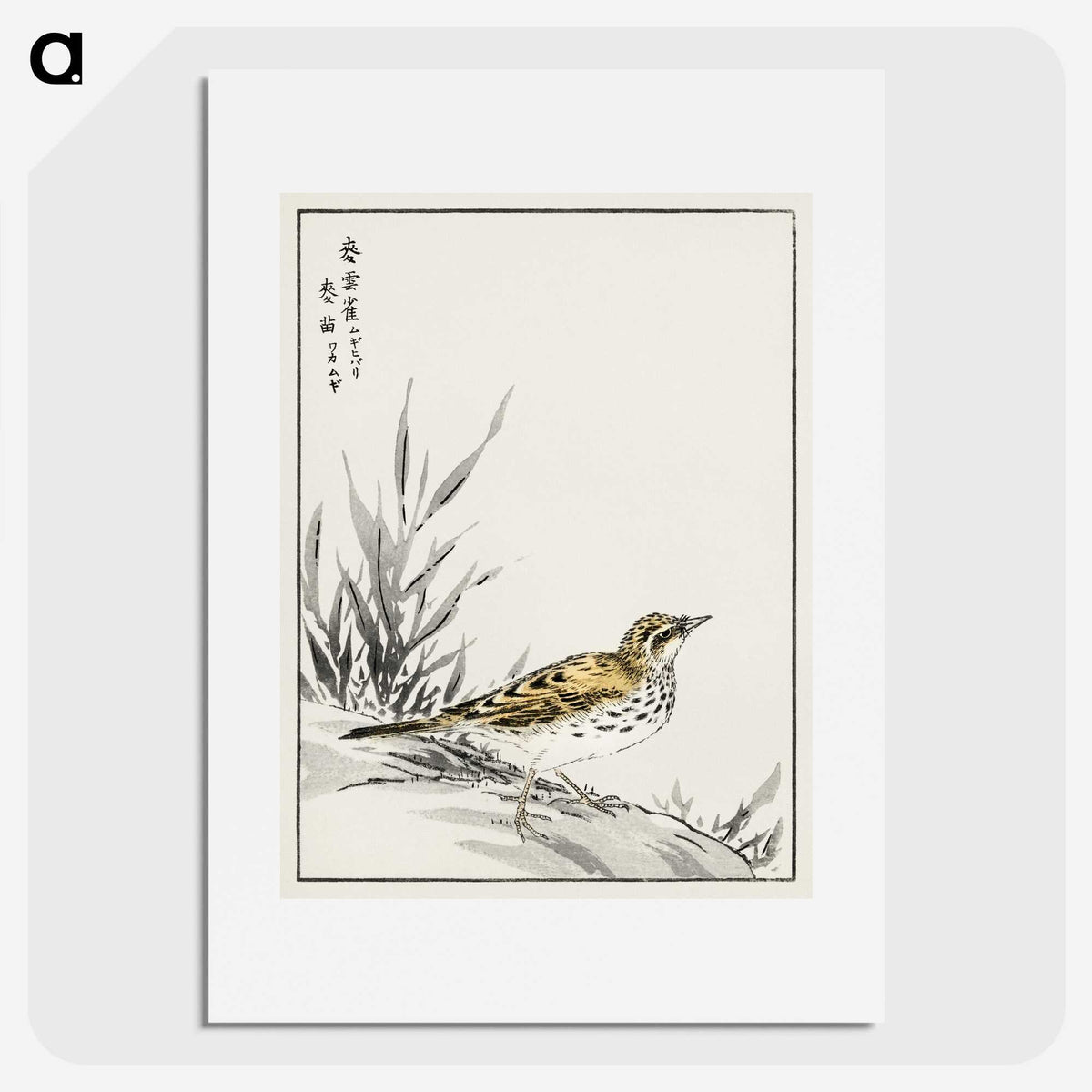 1-76_Pictorial-Monograph-of-Birds_picture