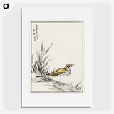 1-76_Pictorial-Monograph-of-Birds_picture
