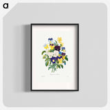 Pansy bouquet - Pierre Joseph Redouté Poster.