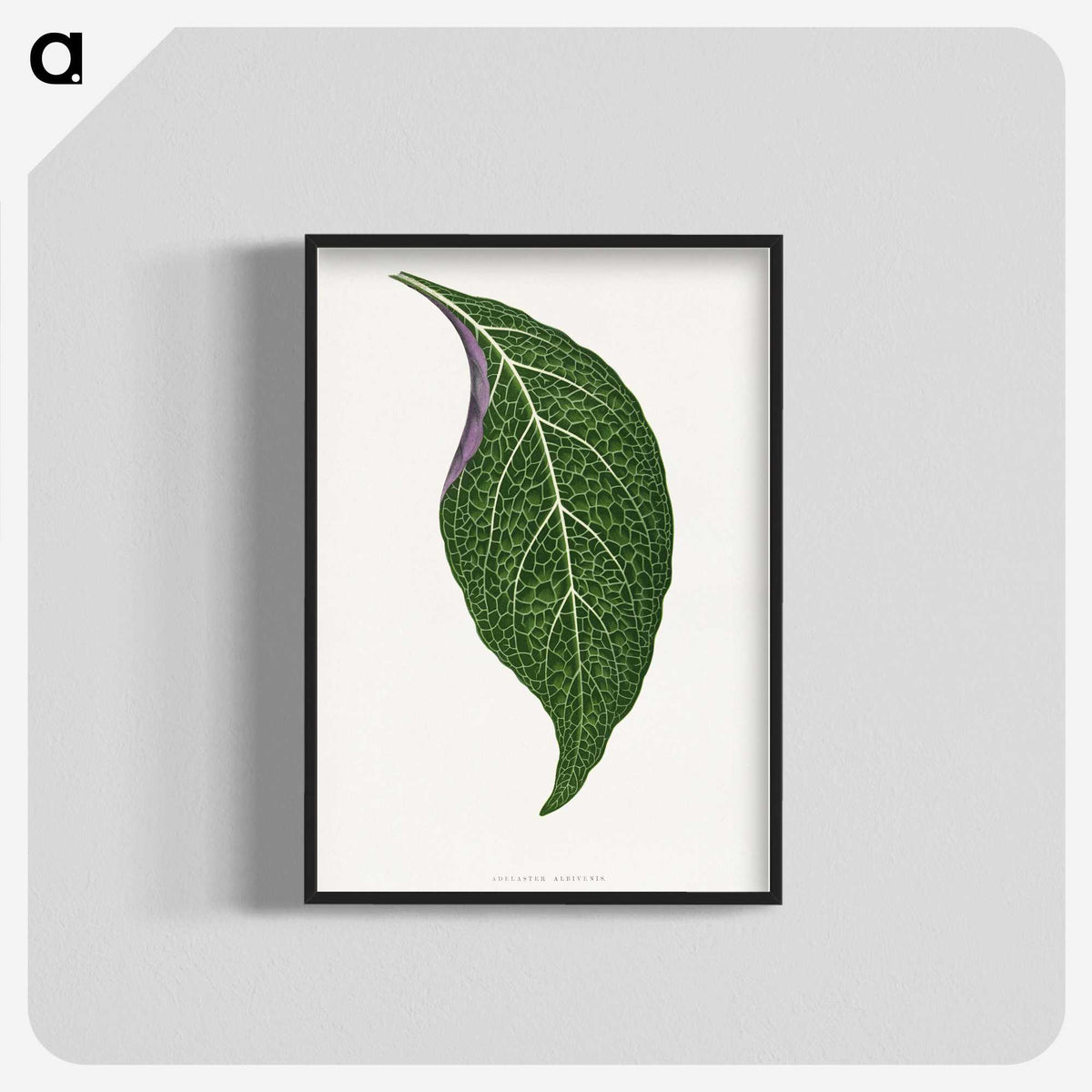1-76_Plants-with-Colored-Foliage_blk-crop