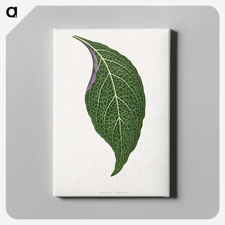 1-76_Plants-with-Colored-Foliage_canvas