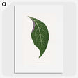 1-76_Plants-with-Colored-Foliage_picture