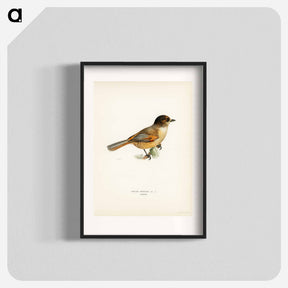 アートポスター-Siberian Jay
 - スヴェンスカ フォグラル Poster.