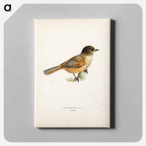 アートパネル-Siberian Jay
 - スヴェンスカ フォグラル Canvas.