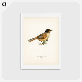 アートポストカード-Siberian Jay
 - スヴェンスカ フォグラル Postcard.