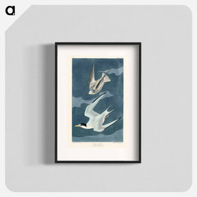 アートポスター-Lesser Tern from Birds of America
 - アメリカの鳥たち Poster.