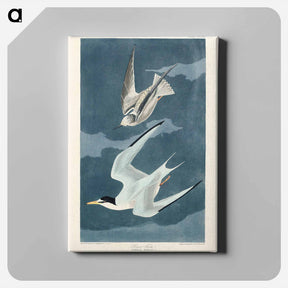 アートパネル-Lesser Tern from Birds of America
 - アメリカの鳥たち Canvas.
