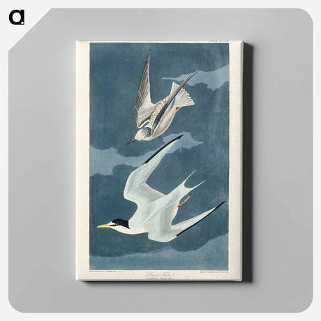アートパネル-Lesser Tern from Birds of America
 - アメリカの鳥たち Canvas.