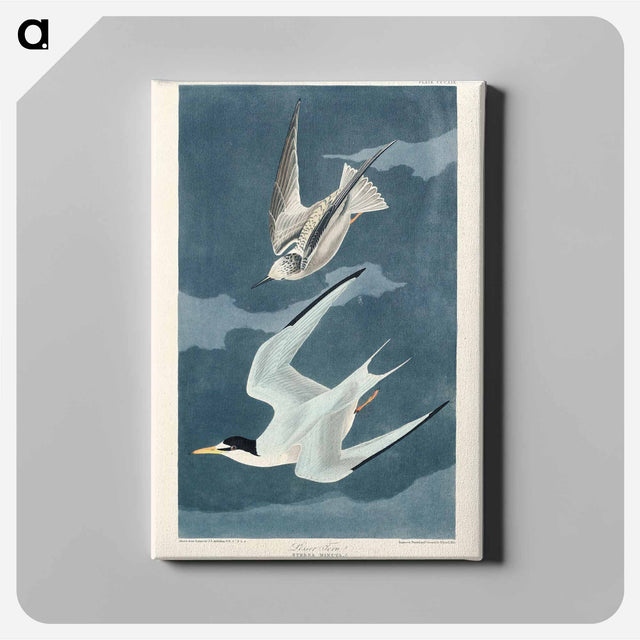 アートパネル-Lesser Tern from Birds of America
 - アメリカの鳥たち Canvas.