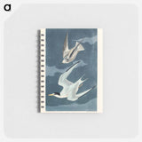 アートメモ帳-Lesser Tern from Birds of America
 - アメリカの鳥たち Memo.