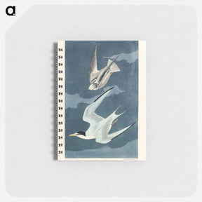 アートメモ帳-Lesser Tern from Birds of America
 - アメリカの鳥たち Memo.