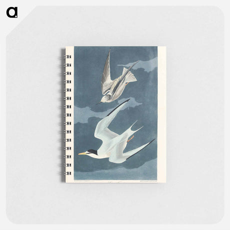 アートメモ帳-Lesser Tern from Birds of America
 - アメリカの鳥たち Memo.
