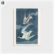 アートポストカード-Lesser Tern from Birds of America
 - アメリカの鳥たち Postcard.