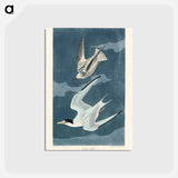 アートポストカード-Lesser Tern from Birds of America
 - アメリカの鳥たち Postcard.