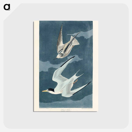 アートポストカード-Lesser Tern from Birds of America
 - アメリカの鳥たち Postcard.