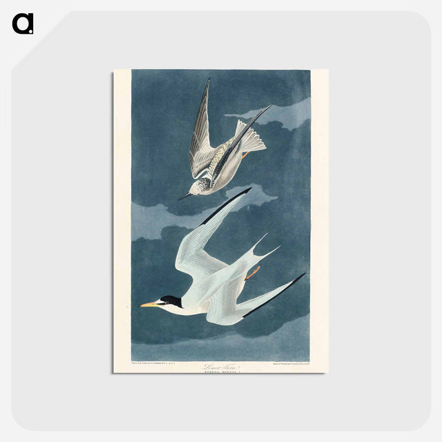 アートポストカード-Lesser Tern from Birds of America
 - アメリカの鳥たち Postcard.