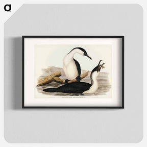 アートポスター-White-breasted Cormorant
 - オーストラリアの鳥 Poster.