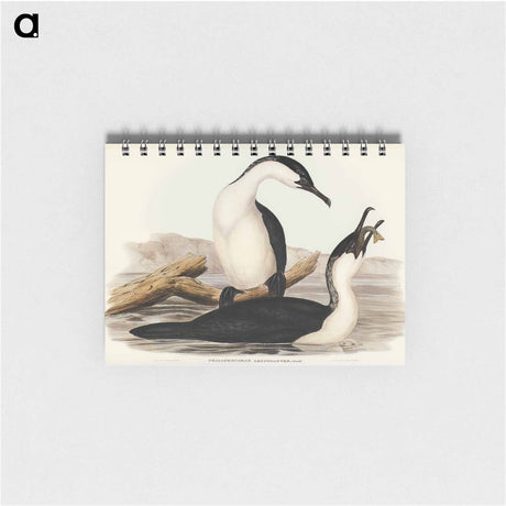 アートメモ帳-White-breasted Cormorant
 - オーストラリアの鳥 Memo.