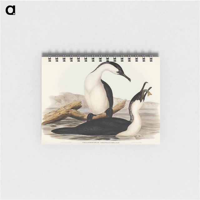 アートメモ帳-White-breasted Cormorant
 - オーストラリアの鳥 Memo.