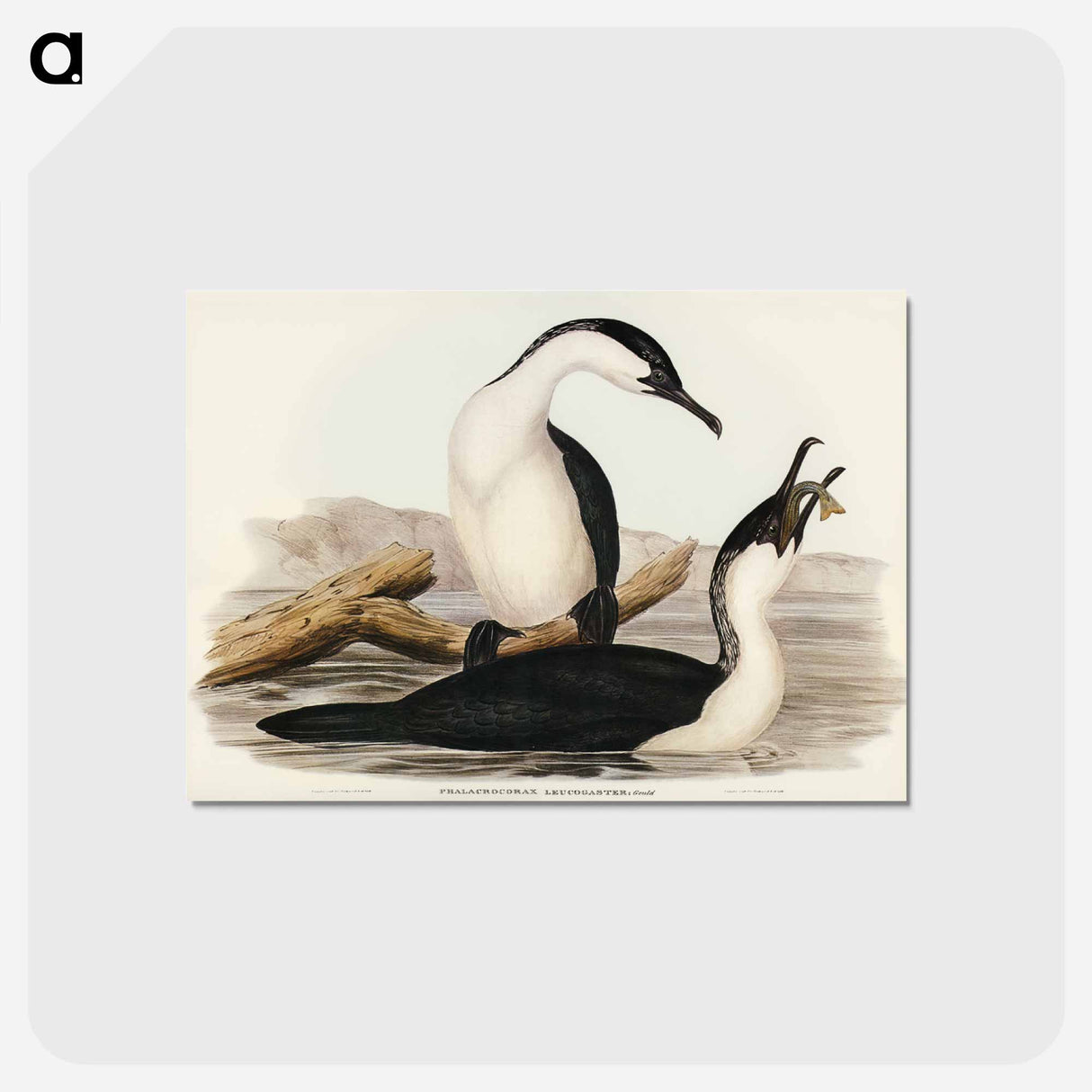 アートポストカード-White-breasted Cormorant
 - オーストラリアの鳥 Postcard.