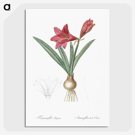 1-76_The-Lilies_picture-crop