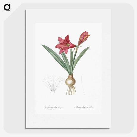 1-76_The-Lilies_picture