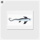 1-76_The-Natural-History-of-British-Fishes_hagaki