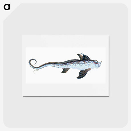 1-76_The-Natural-History-of-British-Fishes_hagaki