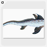 1-76_The-Natural-History-of-British-Fishes_picture-crop