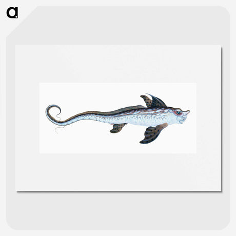 1-76_The-Natural-History-of-British-Fishes_picture