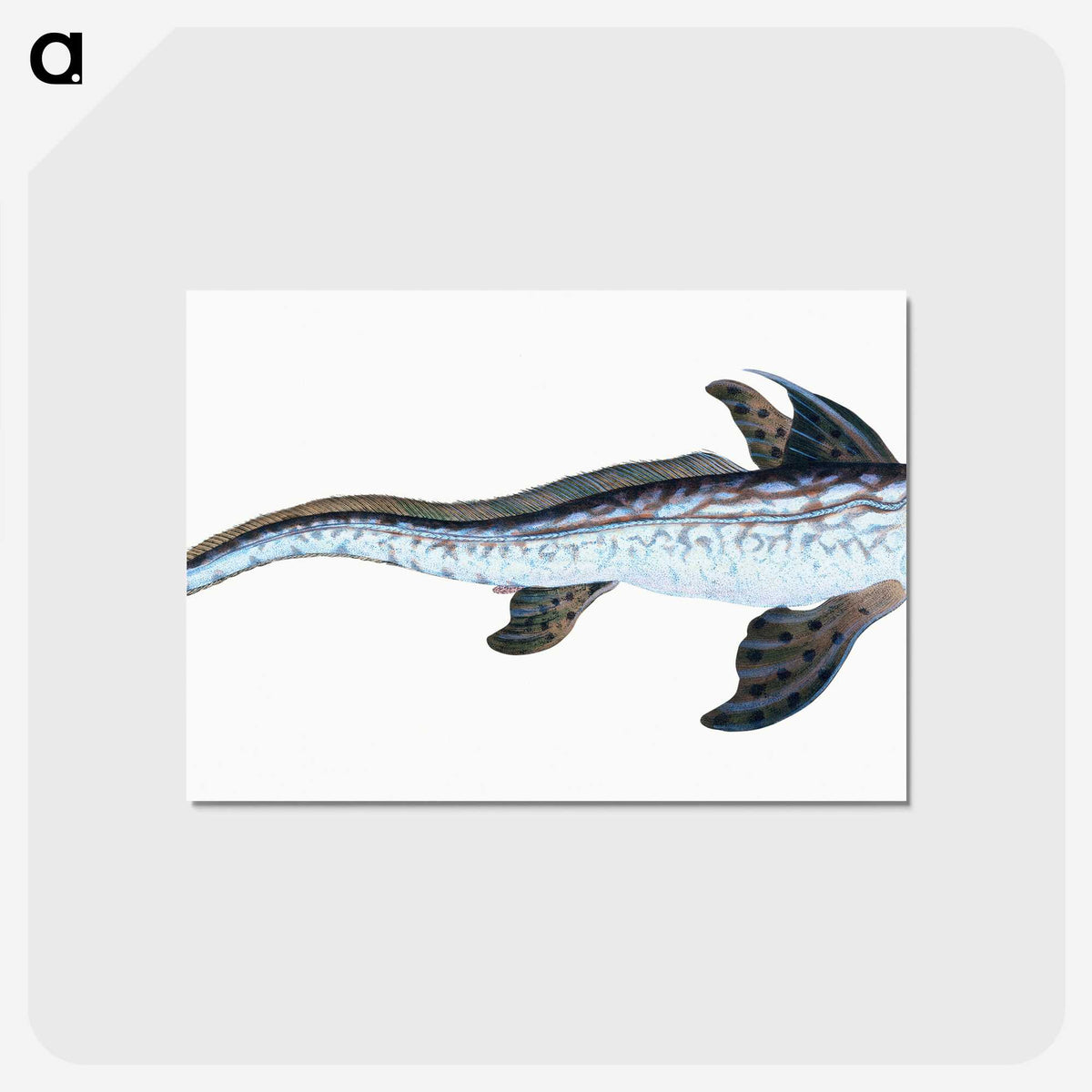 1-76_The-Natural-History-of-British-Fishes_postcard