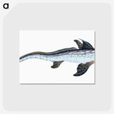1-76_The-Natural-History-of-British-Fishes_postcard