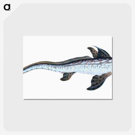 1-76_The-Natural-History-of-British-Fishes_postcard