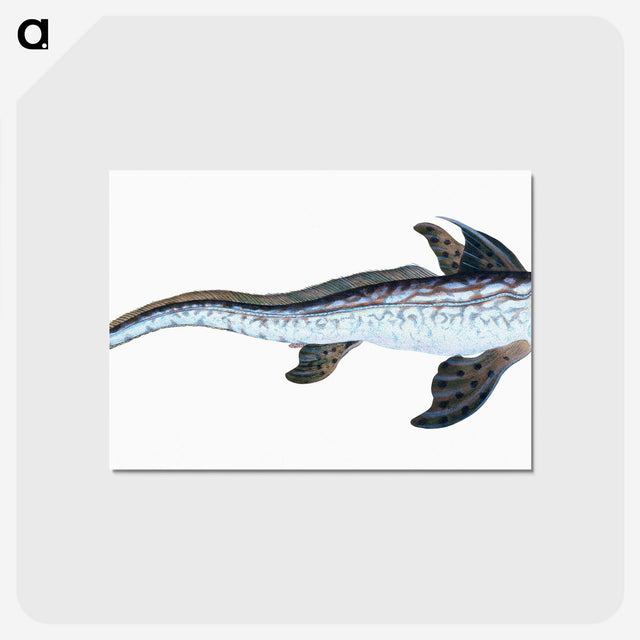 1-76_The-Natural-History-of-British-Fishes_postcard