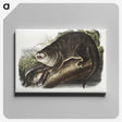 1-76_The-Viviparous-Quadrupeds_canvas