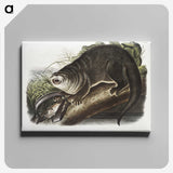 1-76_The-Viviparous-Quadrupeds_canvas