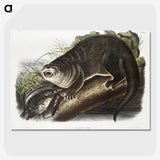 1-76_The-Viviparous-Quadrupeds_picture-crop