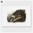 1-76_The-Viviparous-Quadrupeds_picture