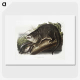 1-76_The-Viviparous-Quadrupeds_picture