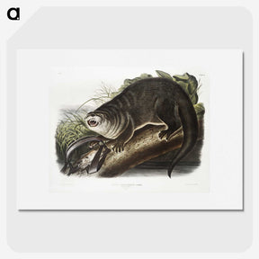1-76_The-Viviparous-Quadrupeds_picture