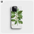 1-76_Treatise-on-Trees-and-Shrubs_phone